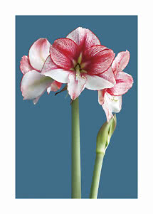 Amaryllis striata rossa e bianca con più fiori e un bocciolo su sfondo blu