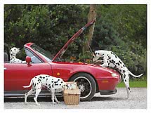 Tre dalmatinere ved en rød cabriolet med åben motorhjelm og picnic kurv.