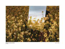 Persona sostiene un espejo en un campo de flores amarillas que refleja cielo y flores.