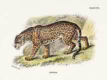 Illustration vintage d’un jaguar au pelage tacheté marchant dans l’herbe et les fougères.