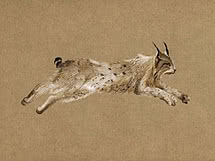 A lynx at full stretch painted in short dry strokes on bare kraft, front paws reaching and one amber eye looking ahead