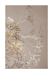 Photograph of dried gypsophila with small white flowers on thin stems against a soft beige background