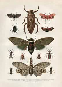 Vintage natural history illustration of assorted insects, including cicadas, bugs and beetles on a light background