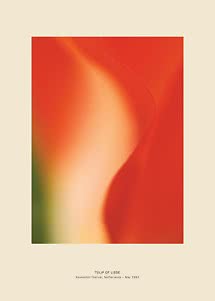 Abstrakt plakat med nærbillede af en tulipan i røde, orange og cremefarvede toner