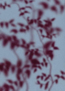 Leafy branches in deep plum and magenta falling in soft focus across a cool blue-grey ground