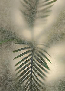 A green palm frond pressed against frosted glass, softened into cream and pale grey where the leaf pulls away