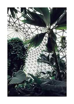 Tropiske planter og palmer under et geometrisk glastag i et drivhus