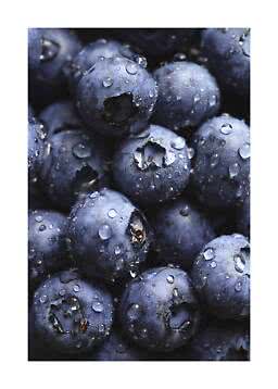 Nahaufnahme frischer Blaubeeren mit Wassertropfen