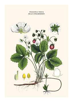 Botanisk illustration af vild jordbærplante med blomster, blade, røde bær og rødder