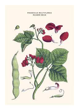 Botanisk illustration af pralbønne med røde blomster, grønne blade og lang bælg