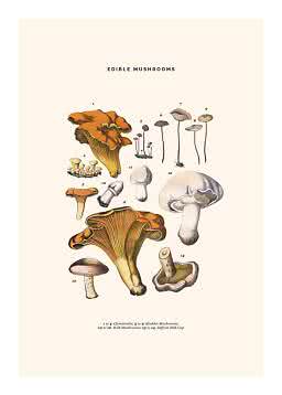 Vintage botanical poster with illustrations of edible mushrooms on a light background
