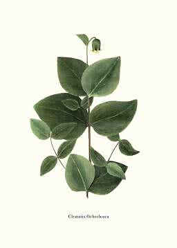 Botanisk illustration af Clematis ochroleuca med grønne blade og en hængende klokkeformet blomst