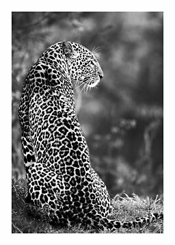Sort-hvidt foto af en leopard siddende i græsset set fra siden