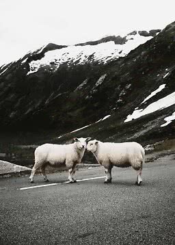 Deux moutons blancs sur une route devant des montagnes enneigées.