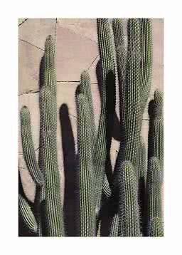 Hoge groene cactussen voor een licht zandkleurige stenen muur