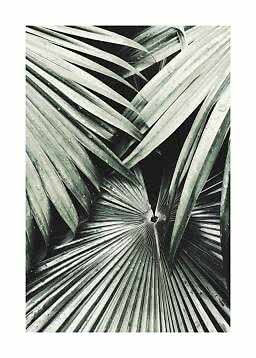 Close-up of tropical palm leaves with water droplets in green and silvery gray tones