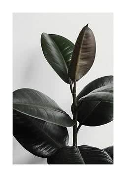 Close-up of a rubber plant with dark green glossy leaves against a light background