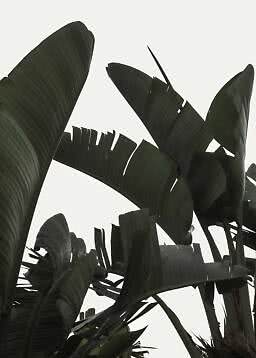 Grandes hojas tropicales verde oscuro vistas desde abajo contra un cielo claro