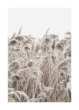 Frostbedecktes Schilf in heller Winterlandschaft