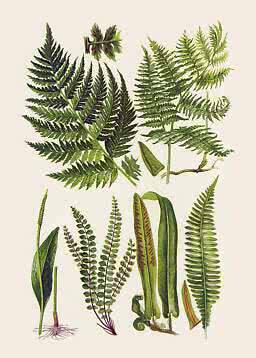 Botanisk illustration med forskellige grønne bregneblade på lys baggrund