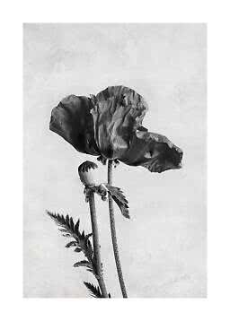Stampa botanica in bianco e nero di un papavero in fiore con capsula su sfondo chiaro