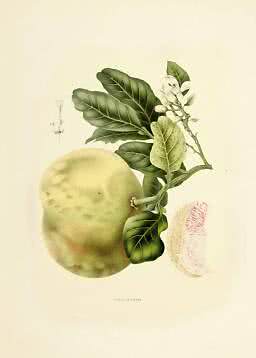 Botanisk illustration av stor citrusfrukt med gröna blad, vita blommor och en uppskuren fruktdel