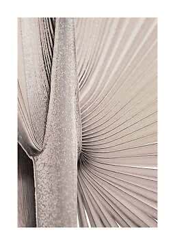Primer plano de hojas de palma secas beige con nervaduras curvas y textura escarchada
