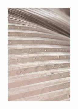 Close-up of a light beige ribbed palm leaf surface with small water droplets