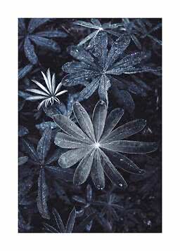 Close-up of dark, star-shaped leaves covered in dew