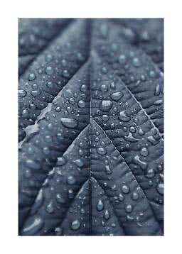 Close-up of a dark leaf covered in water droplets