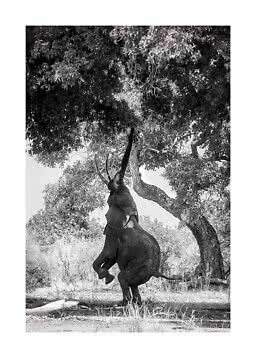 Black-and-white photo of an elephant reaching up for leaves in a large tree