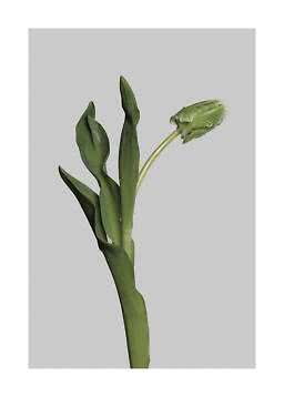 Tulipe verte aux boutons fermés et longues feuilles sur fond gris clair