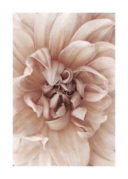 Close-up of a soft blush flower with delicate layered petals