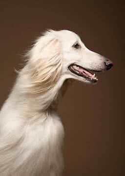 Hvid langhåret hund i sideprofil mod brun baggrund