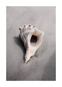 Large seashell resting on wet gray sand