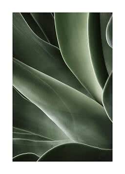 Primo piano di foglie verdi di succulenta con curve morbide e luce soffusa