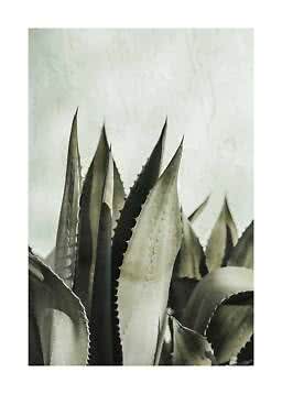 Nahaufnahme einer grünen Agave mit spitzen, gezackten Blättern vor heller Wand