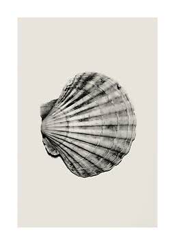 Black-and-white illustration of a scallop shell on a light beige background