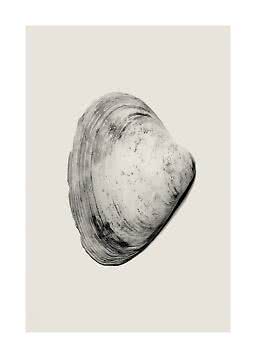 Black-and-white illustration of a seashell on a light beige background