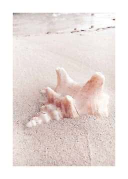 Large seashell partially buried in pale sand on the beach