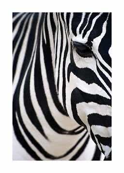 Primo piano di una zebra con focus su occhio e strisce bianche e nere