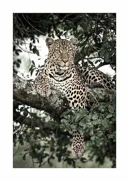Leopard vilar på en tjock trädgren bland gröna blad