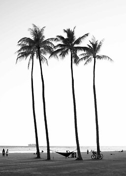 Black-and-white beach scene with tall palm trees, hammock, bicycles, and ocean in the background