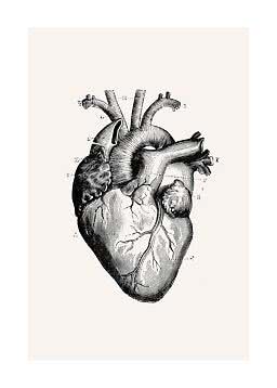 Vintage anatomical illustration of a human heart in black on a light background