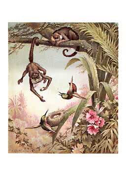 Vintage illustration of monkey in tree above hummingbird nest with birds and pink flowers