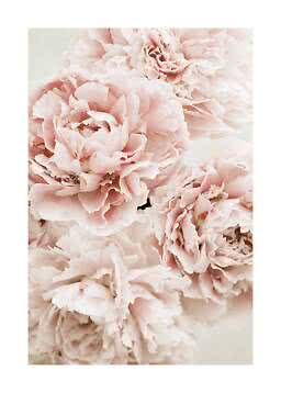 Primo piano di peonie rosa pallido con petali vaporosi