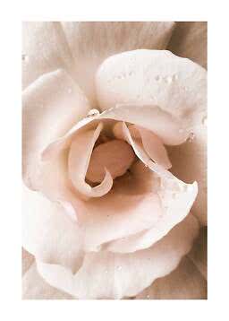 Nahaufnahme einer blassrosa Rose mit Wassertropfen auf den Blütenblättern