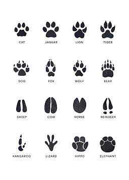 Illustration of 16 black animal tracks with English labels on a white background