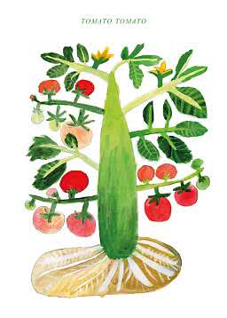 Illustration einer Tomatenpflanze mit roten und grünen Tomaten, gelben Blüten und Zitrusspalten unten
