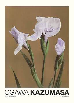 Vintage poster – Iris Kaempferi by Ogawa Kazumasa